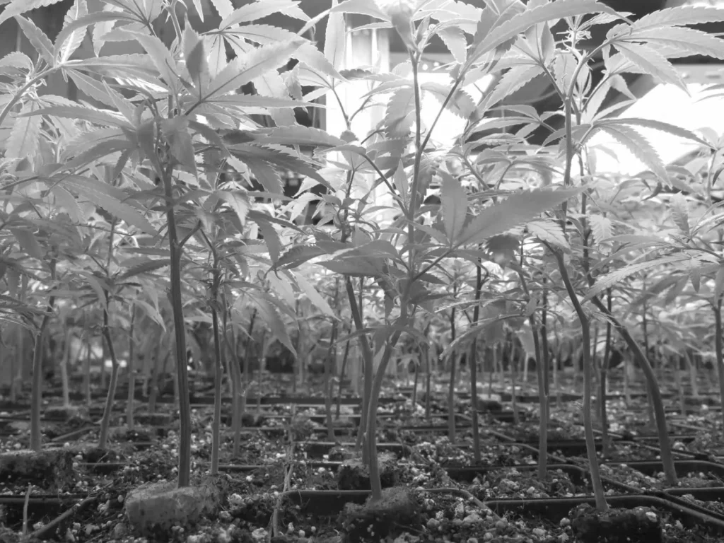 black and white image of marijuana plants