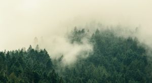 A mist covers a forest